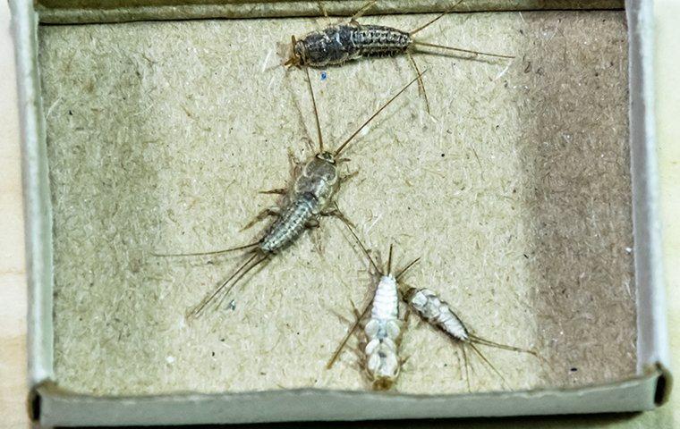 Silverfish Control